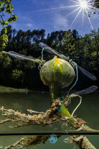 dragonflies (Lez river) by Mathieu Foulquié 